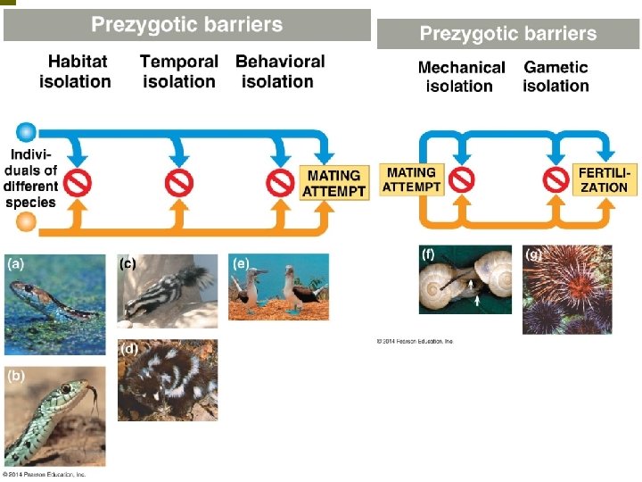 Prezygotic Barriers 