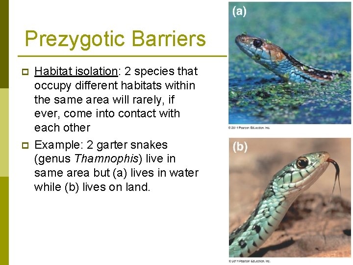 Prezygotic Barriers p p Habitat isolation: 2 species that occupy different habitats within the