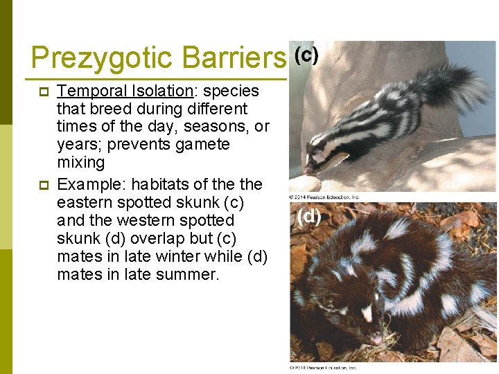 Prezygotic Barriers p p Temporal Isolation: species that breed during different times of the