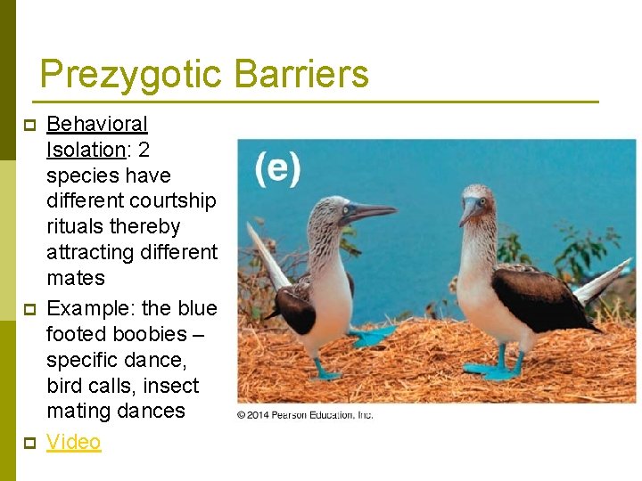 Prezygotic Barriers p p p Behavioral Isolation: 2 species have different courtship rituals thereby