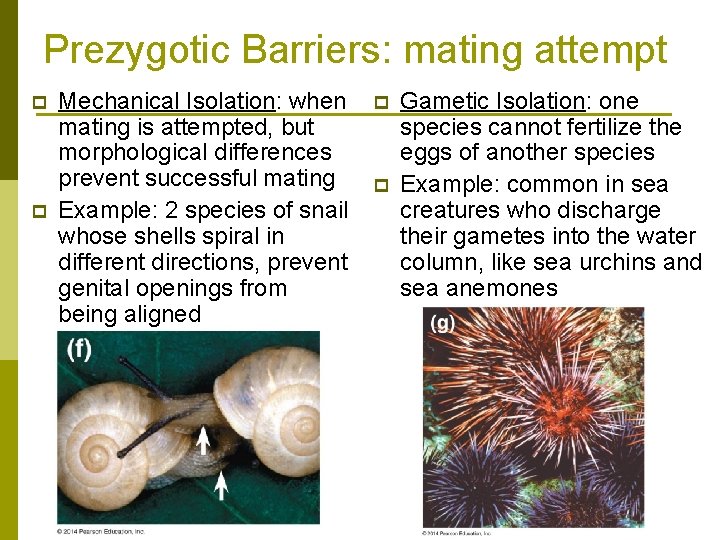 Prezygotic Barriers: mating attempt p p Mechanical Isolation: when mating is attempted, but morphological