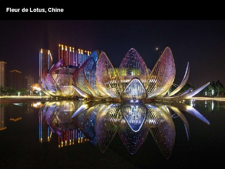 Fleur de Lotus, Chine 