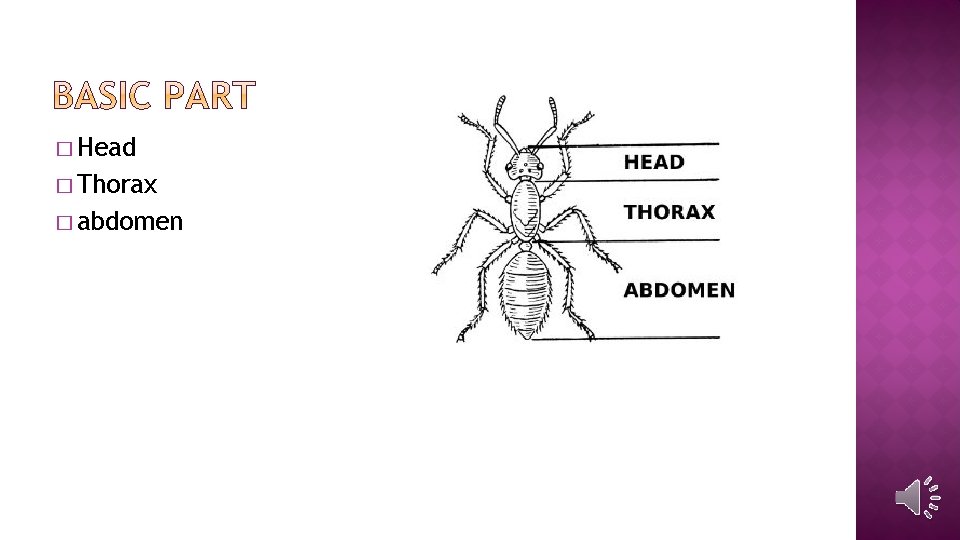 Weitian Sun and Paul Park Kingdom Phylum Subphylum