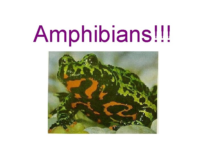 Amphibians!!! 