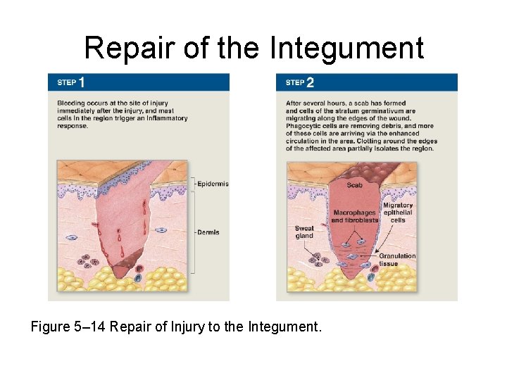 Repair of the Integument Figure 5– 14 Repair of Injury to the Integument. 