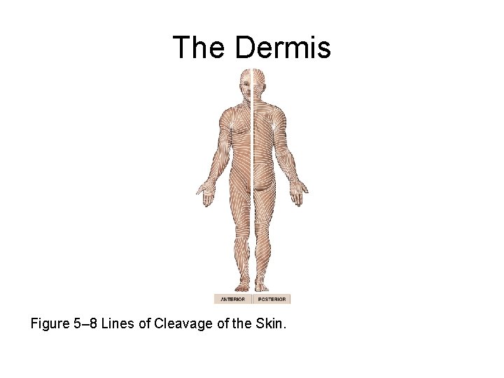 The Dermis Figure 5– 8 Lines of Cleavage of the Skin. 