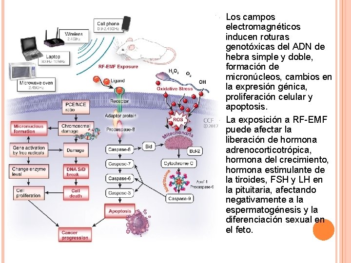 Ø Ø Los campos electromagnéticos inducen roturas genotóxicas del ADN de hebra simple y