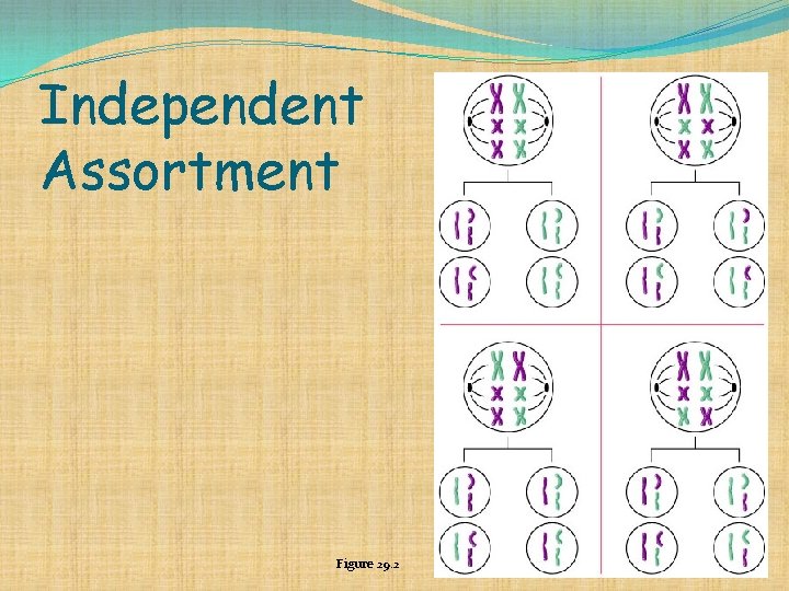 Independent Assortment Figure 29. 2 