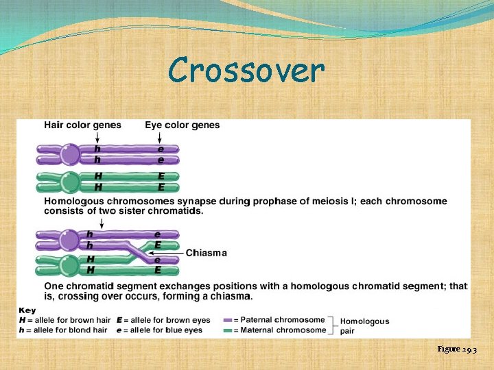 Crossover Figure 29. 3 