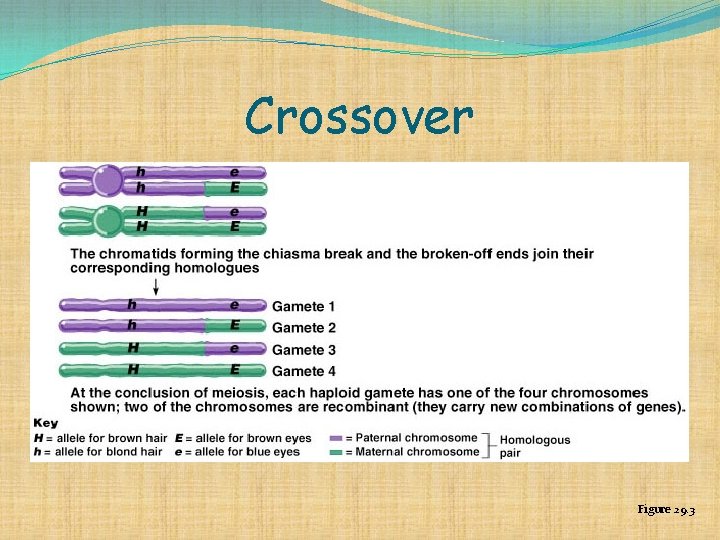 Crossover Figure 29. 3 