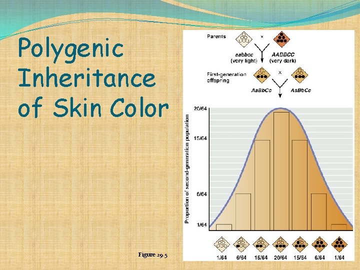 Polygenic Inheritance of Skin Color Figure 29. 5 