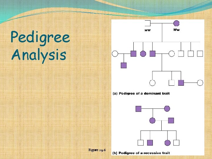 Pedigree Analysis Figure 29. 6 