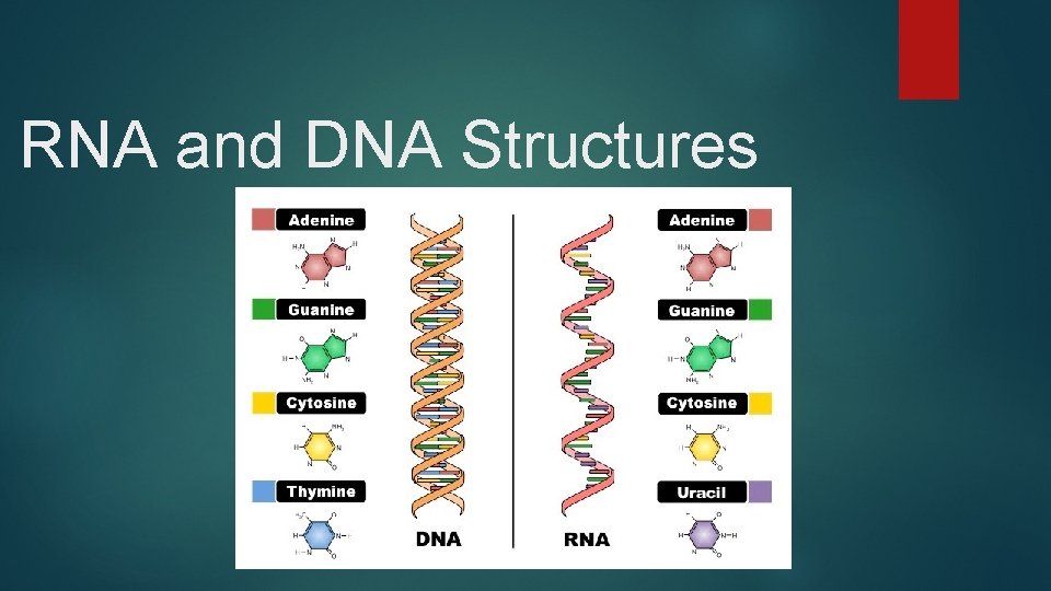 RNA and DNA Structures 