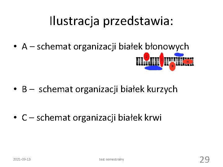 Ilustracja przedstawia: • A – schemat organizacji białek błonowych • B – schemat organizacji