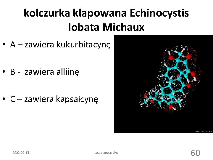 kolczurka klapowana Echinocystis lobata Michaux • A – zawiera kukurbitacynę • B - zawiera