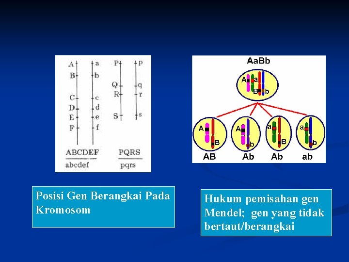 Posisi Gen Berangkai Pada Kromosom Hukum pemisahan gen Mendel; gen yang tidak bertaut/berangkai 