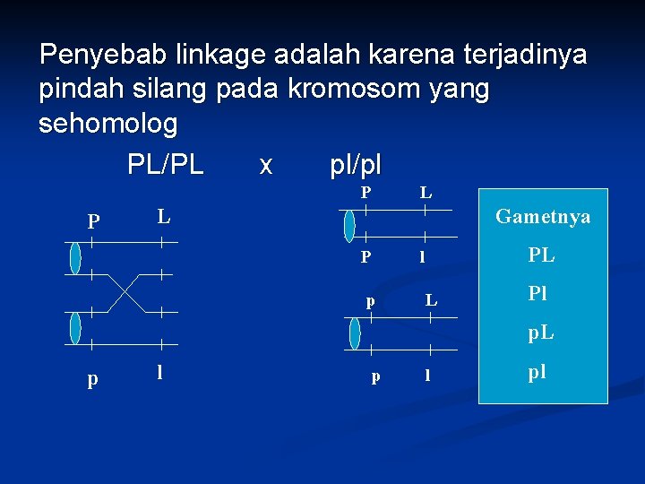 Penyebab linkage adalah karena terjadinya pindah silang pada kromosom yang sehomolog PL/PL x pl/pl