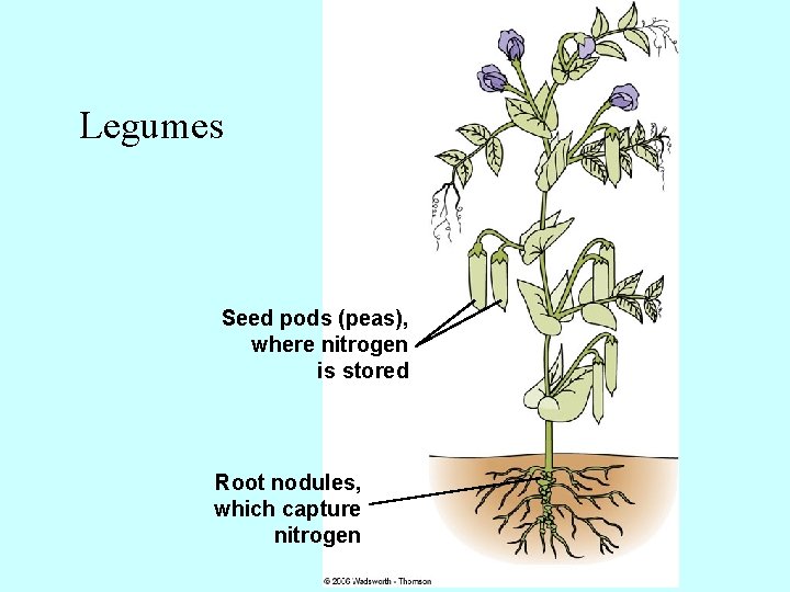 Legumes Seed pods (peas), where nitrogen is stored Root nodules, which capture nitrogen 