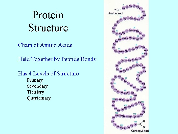 Protein Structure Chain of Amino Acids Held Together by Peptide Bonds Has 4 Levels