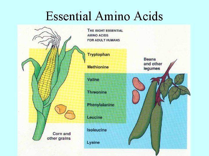 Essential Amino Acids 