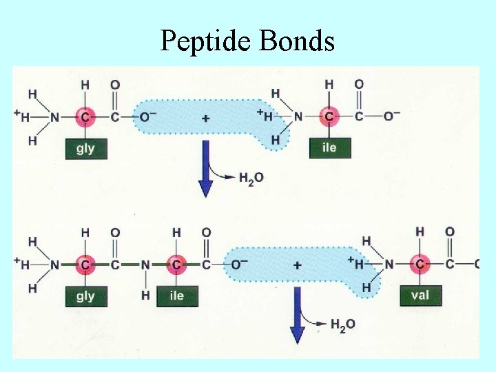 Peptide Bonds 