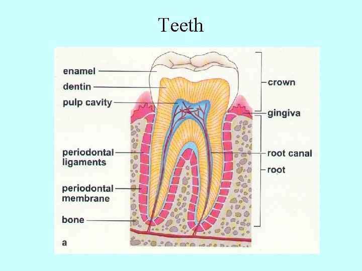 Teeth 