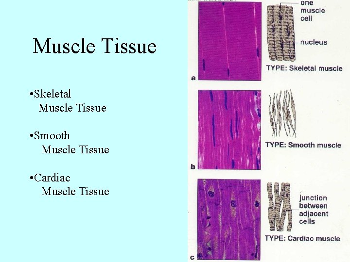 Muscle Tissue • Skeletal Muscle Tissue • Smooth Muscle Tissue • Cardiac Muscle Tissue