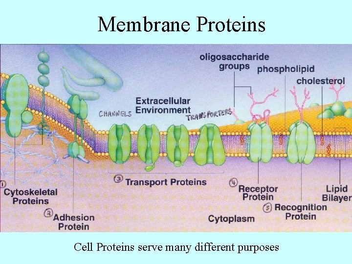 Membrane Proteins Cell Proteins serve many different purposes 