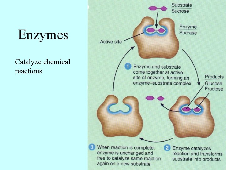 Enzymes Catalyze chemical reactions 