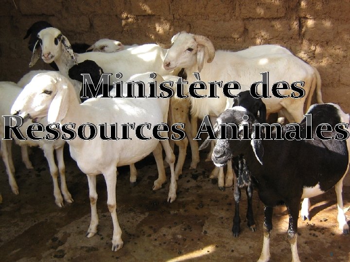 Ministère des Ministère Ressources Animales des Ressources Animales 1 