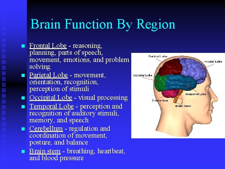 Brain Function By Region n n n Frontal Lobe - reasoning, planning, parts of Brain Function By Region n n n Frontal Lobe - reasoning, planning, parts of