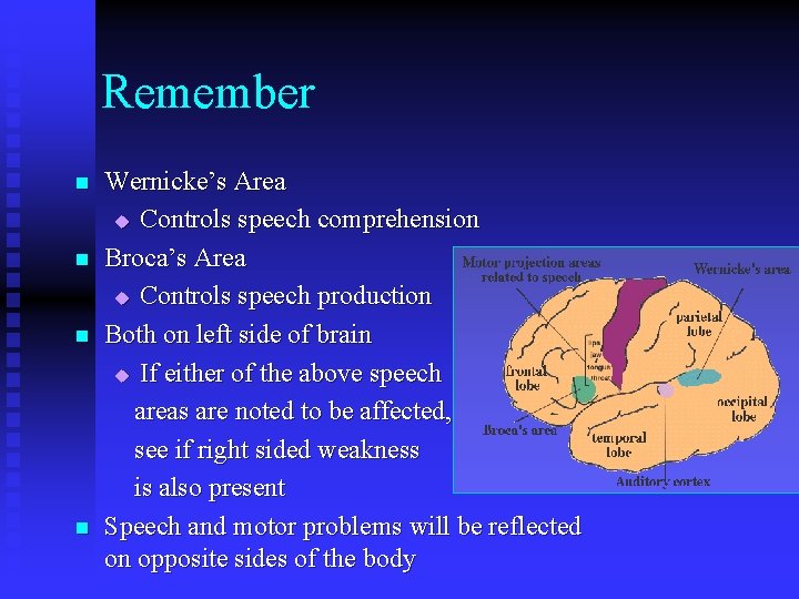 Remember n n Wernicke’s Area u Controls speech comprehension Broca’s Area u Controls speech Remember n n Wernicke’s Area u Controls speech comprehension Broca’s Area u Controls speech