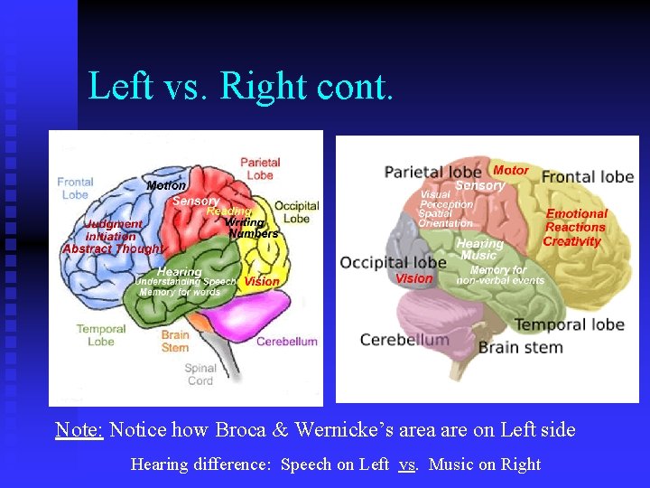 Left vs. Right cont. Note: Notice how Broca & Wernicke’s area are on Left Left vs. Right cont. Note: Notice how Broca & Wernicke’s area are on Left