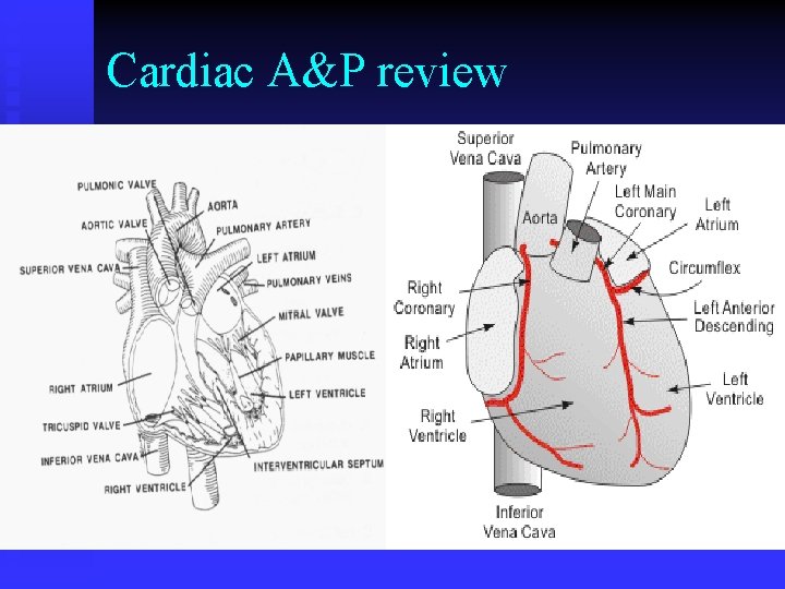 Cardiac A&P review Cardiac A&P review