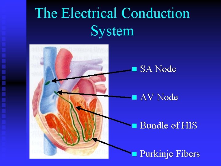 The Electrical Conduction System n SA Node n AV Node n Bundle of HIS The Electrical Conduction System n SA Node n AV Node n Bundle of HIS
