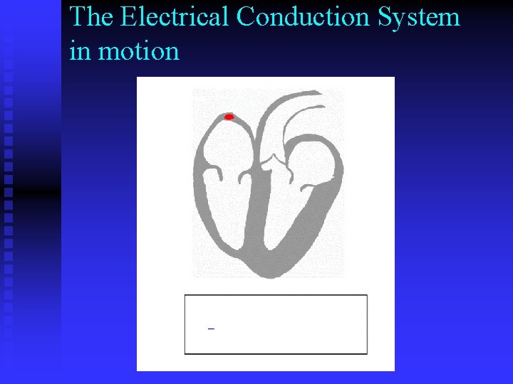 The Electrical Conduction System in motion The Electrical Conduction System in motion