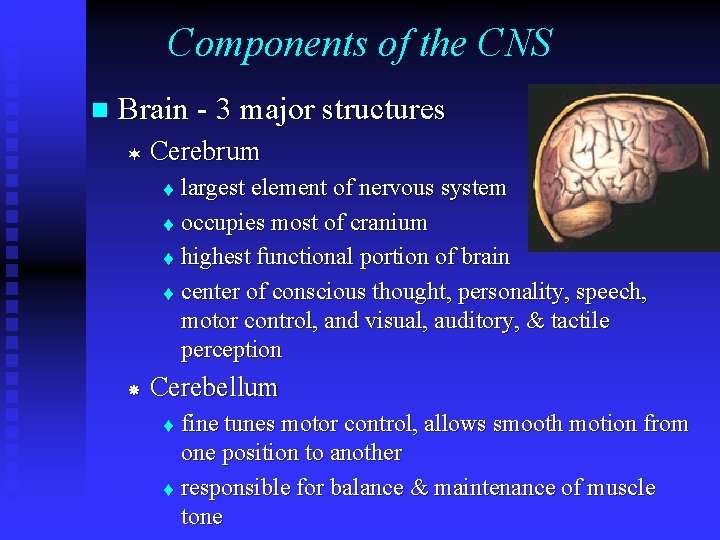 Components of the CNS n Brain - 3 major structures ¬ Cerebrum largest element Components of the CNS n Brain - 3 major structures ¬ Cerebrum largest element