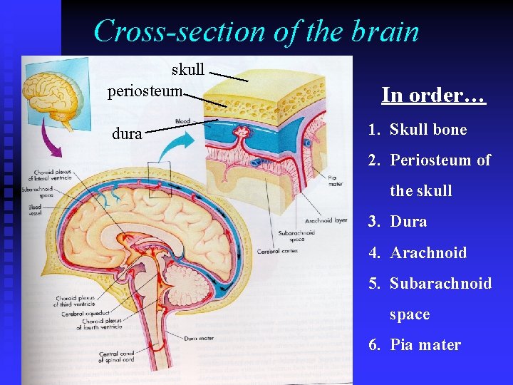 Cross-section of the brain skull periosteum dura In order… 1. Skull bone 2. Periosteum Cross-section of the brain skull periosteum dura In order… 1. Skull bone 2. Periosteum