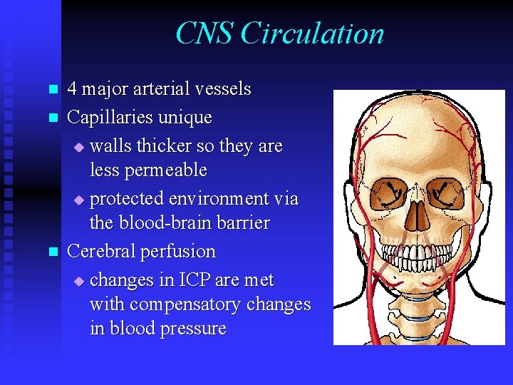 CNS Circulation n 4 major arterial vessels Capillaries unique u walls thicker so they CNS Circulation n 4 major arterial vessels Capillaries unique u walls thicker so they