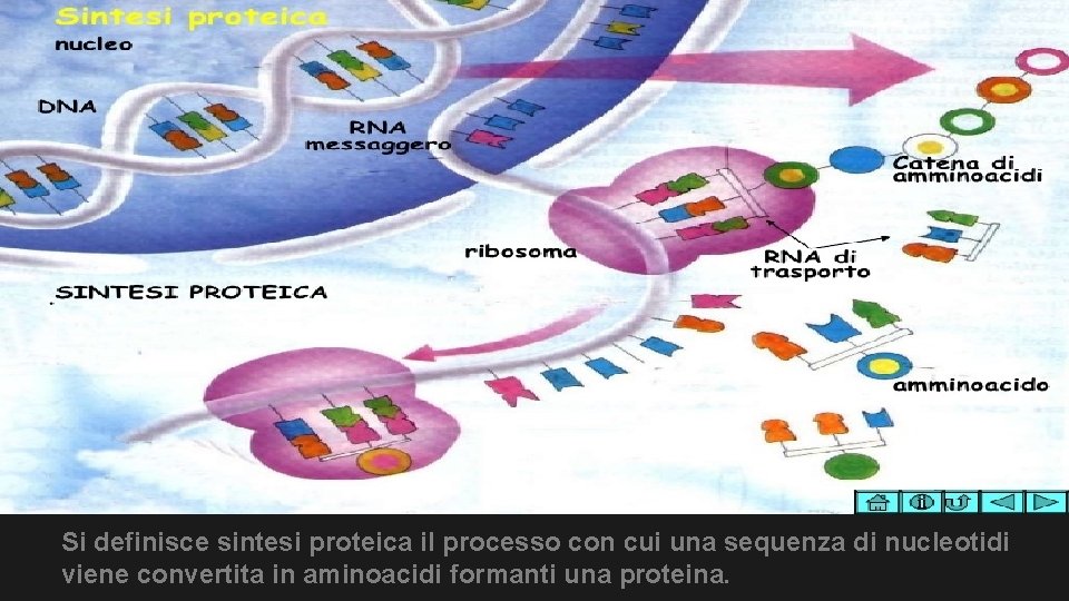 Si definisce sintesi proteica il processo con cui una sequenza di nucleotidi viene convertita