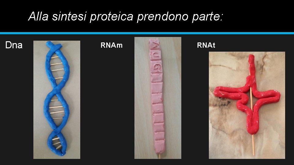 Alla sintesi proteica prendono parte: Dna RNAm RNAt 