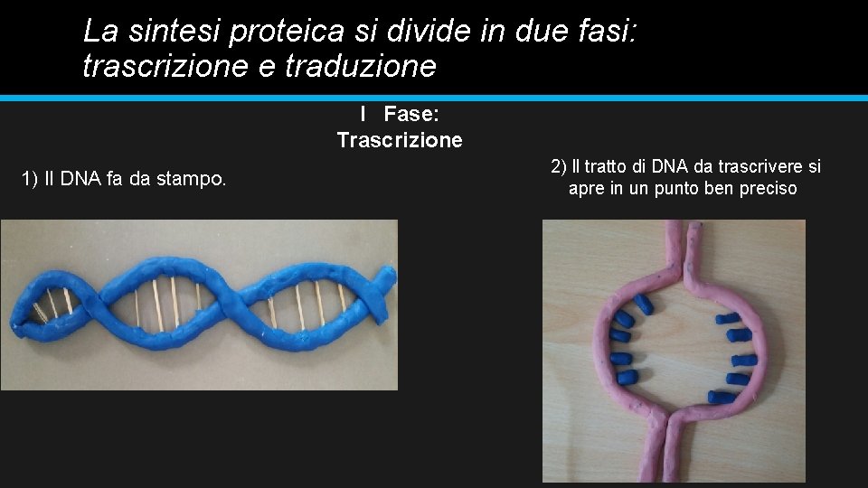 La sintesi proteica si divide in due fasi: trascrizione e traduzione I Fase: Trascrizione