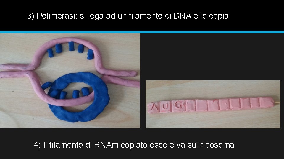3) Polimerasi: si lega ad un filamento di DNA e lo copia 4) Il