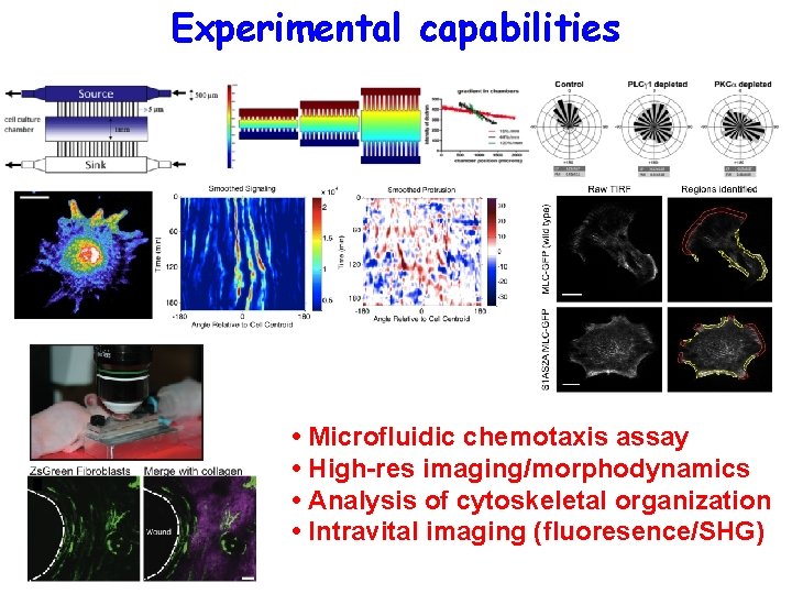 Experimental capabilities • Microfluidic chemotaxis assay • High-res imaging/morphodynamics • Analysis of cytoskeletal organization