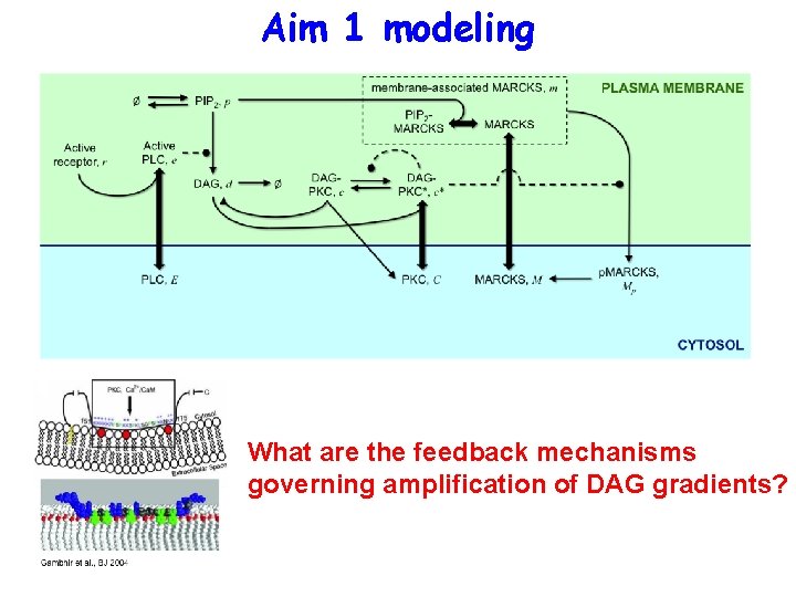 Aim 1 modeling What are the feedback mechanisms governing amplification of DAG gradients? 