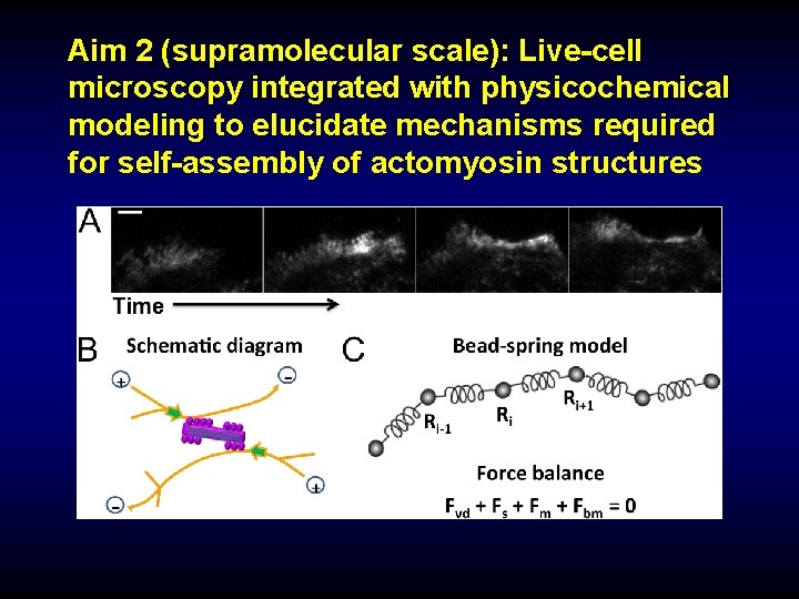 Aim 2 (supramolecular scale): Live-cell microscopy integrated with physicochemical modeling to elucidate mechanisms required