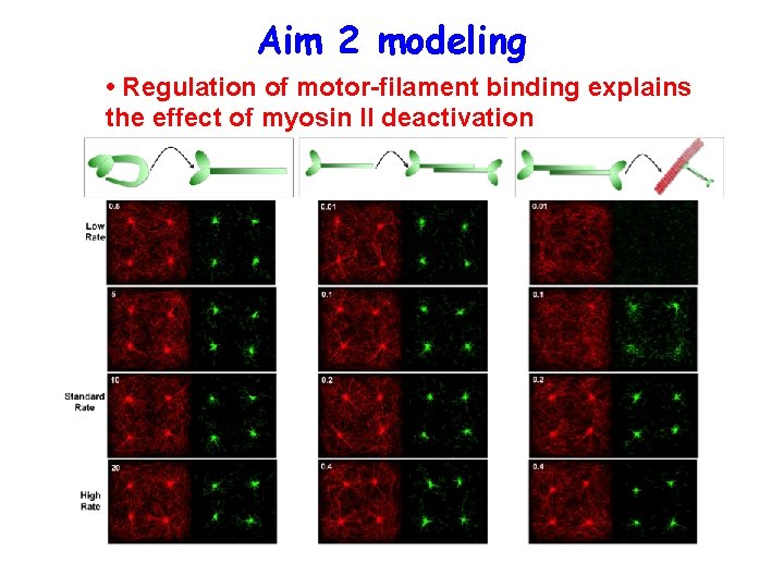 Aim 2 modeling • Regulation of motor-filament binding explains the effect of myosin II
