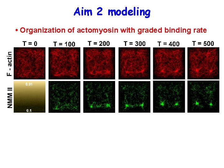 Aim 2 modeling • Organization of actomyosin with graded binding rate 