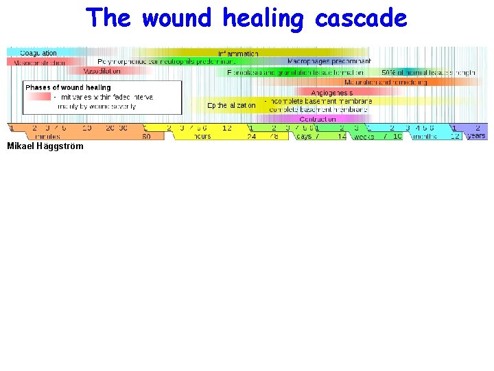 The wound healing cascade Mikael Häggström 