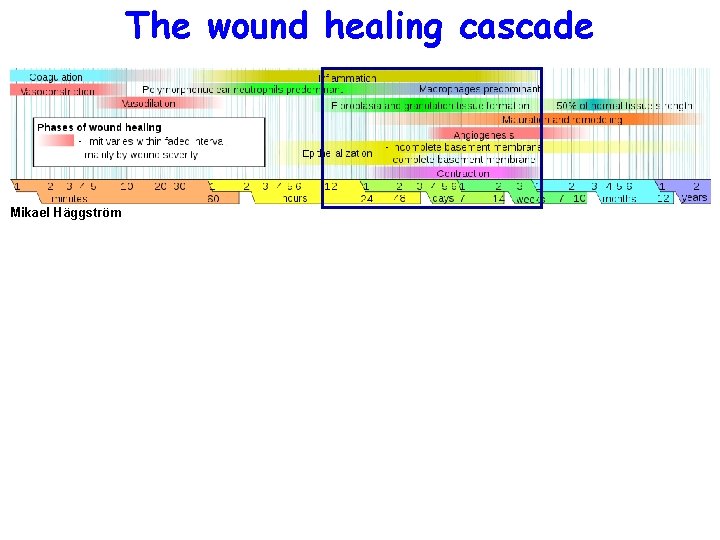 The wound healing cascade Mikael Häggström 